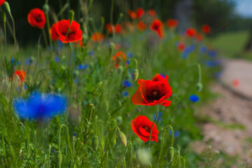 Red wild poppies growing along a dirt road, red flowers on a blue background, nature, beauty, macro, closeup