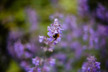 bee on a flower