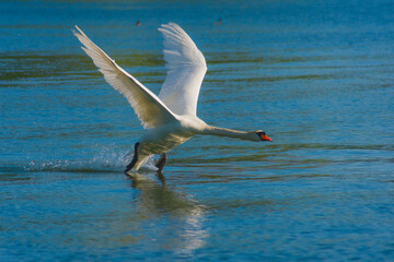 The mute swan, Cygnus olor, the waterfowl family Anatidae, white male flying over the water with outstretched wings