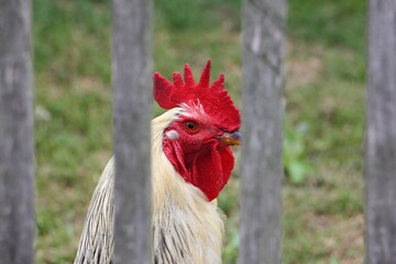 White rooster head with a red crest portrait close up behind a weathered wooden village fence on backyard with green grass on summer day