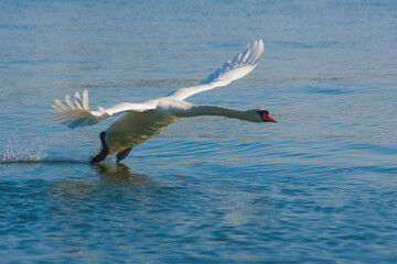 The mute swan, Cygnus olor, the waterfowl family Anatidae, white male flying over the water with outstretched wings