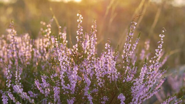 Common heather plant at sunset on top of a cliff very slow pan