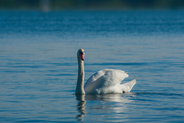 Plakat The mute swan, Cygnus olor, the waterfowl family Anatidae, white male swimming on lakes, nature, birds