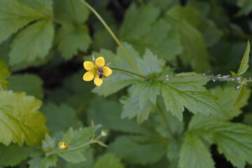Echte Nelkenwurz - Ein Heikraut