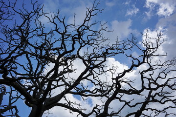 Obraz premium tree branches against blue sky