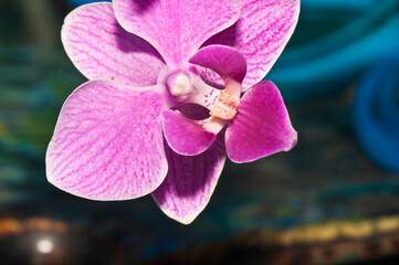  Front view, close up of, a purple orchid bloom, after a tropical shower, with the sun returning in late afternoon