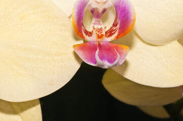  Front view, close up of a yellow orchid bloom after a tropical shower with the sun returning in late afternoon