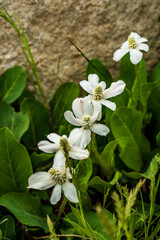 white petals on wildflowers blooming amid green leaves near natural rock