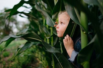 Little kid in denim jacket hiding in corn field peeking out from stalks looking up at the sky.