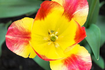 Close-up of a yellow and red tulip