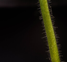 Piękno rośliny z bardzo bliska przedstawione na fotografii makro