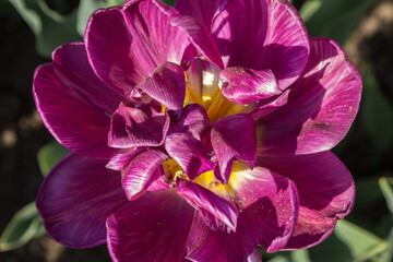 Close-up of a Purple tulip