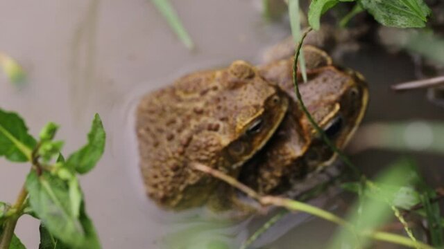 What a fascinating mating Cane Toads or the Philippine giant frogs, Close up