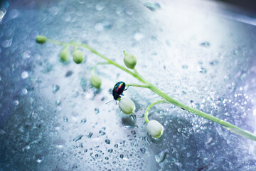 rainbow beetle crawls on a white flower lily of the valley