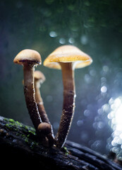 mushrooms in the rain on a green background