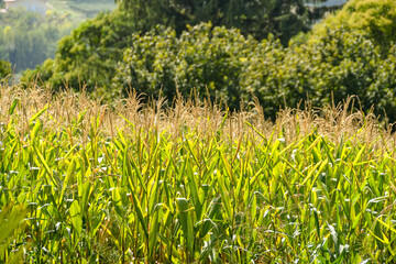 Obraz premium Corn growing in a field