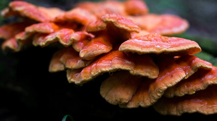 red wood mushrooms after rain on a green background