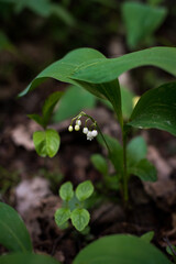 lily of the valley flower in a green forest