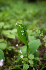 lily of the valley flower in a green forest