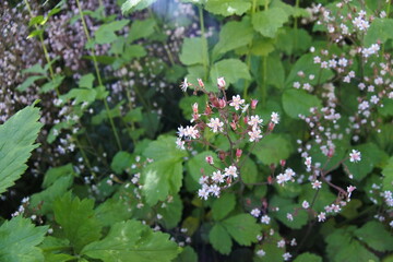 Porzellanblümchen - Steinbrech - Herzensbrecher