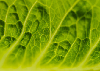 macro photo of a fresh leaf of lettuce