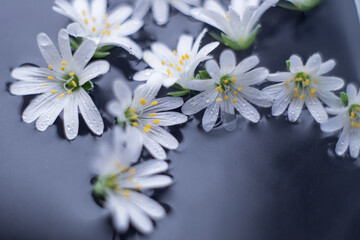 Obraz premium white flowers float in water on a black background