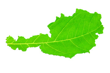 Map of Austria in green leaf texture on a white isolated background. Ecology, climate concept. 3d illustration.. 3d illustration.