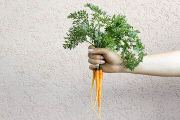 Hand holding bunch of orange carrots with green tops against background.
