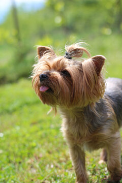 Close-up photo of a cute hand-held dog with its tongue out looking up