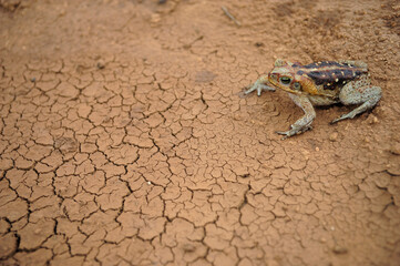 Frog standing on clay cracked ground. Cane Toad (Rhinella diptycha), specie also known as cururu in Brazil and South America, Cope's, Schneider's toad, Rococo toad.