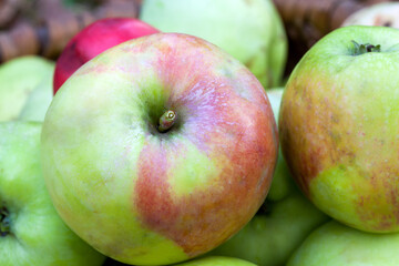 Natural wormy apples, collected in the autumn garden