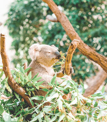 koala eating