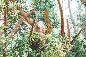 koala in tree2