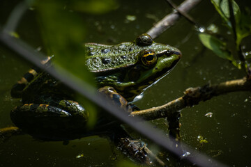 Une grenouille se reposant sur une branche à la surface de l'eau