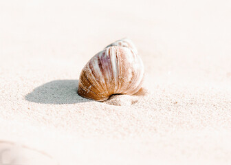 shell sand 