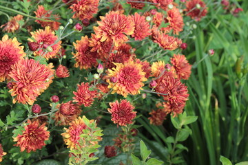 Chrysanthemums are red with a yellow edge, growing in the park.