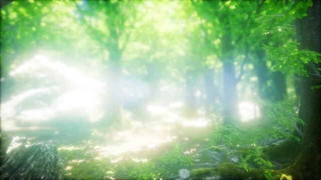 forest of beech trees illuminated by sunbeams through fog