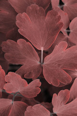 Blurry image of colorful leaves background, red color. Abstract nature background.