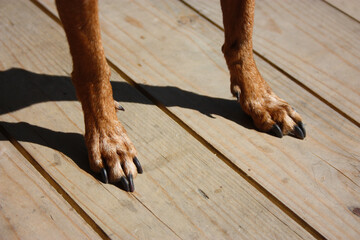 two brown hairy paws of a little dog with long black nails
