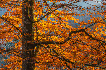 Obraz premium Vintage beech branches with orange autumn leaves in sunlight.