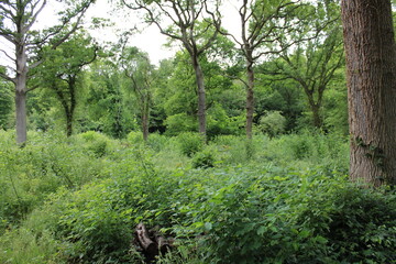 Fototapeta premium trees in the forest