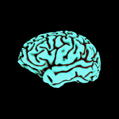 Brain 