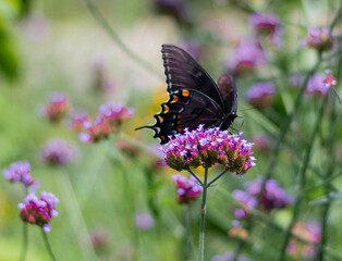 beautiful butterfly