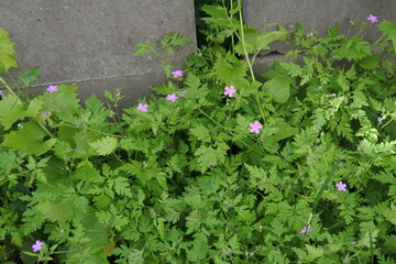 Ruprechtskraut - Stinkender Storchschnabel - Verachte mich nicht