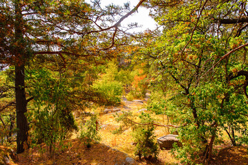 Among the tress in the forest of Sweden in summer