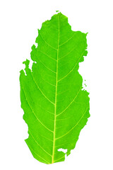 Map of Qatar in green leaf texture on a white isolated background. Ecology, climate concept. 3d illustration.