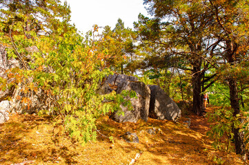 Among the tress in the forest of Sweden in summer