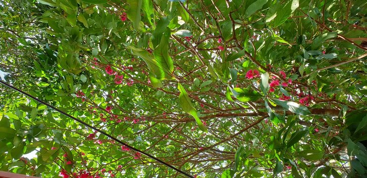 Jambo Bilder Durchsuchen 706 Archivfotos, und Videos