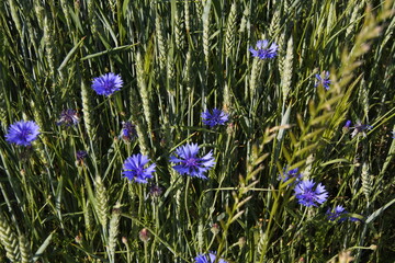 Kornblumen - Feldrain - Himmelblau