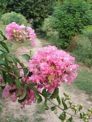 Beautiful Pink Crape myrtle crepe tree